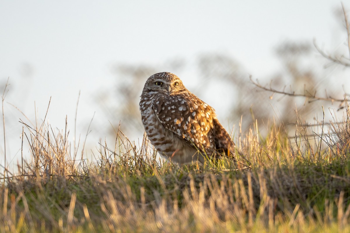 Burrowing Owl - ML646440526