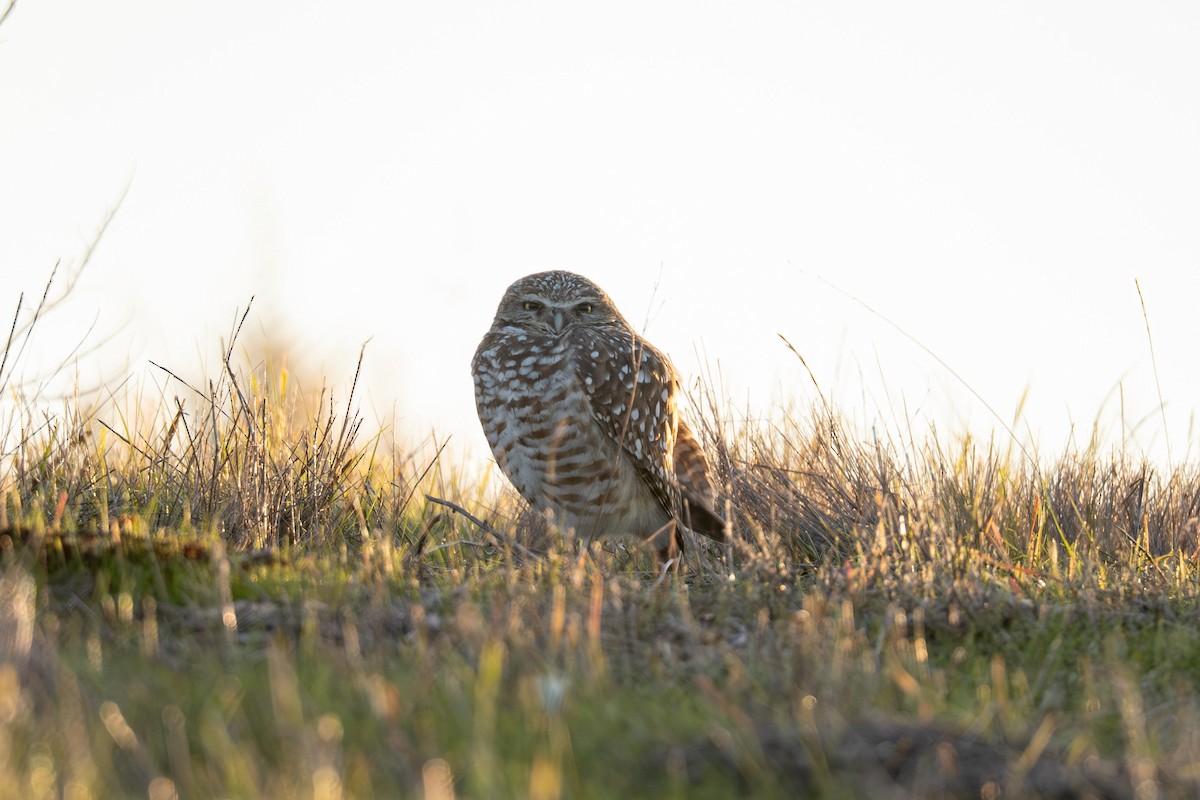 Burrowing Owl - ML646440527