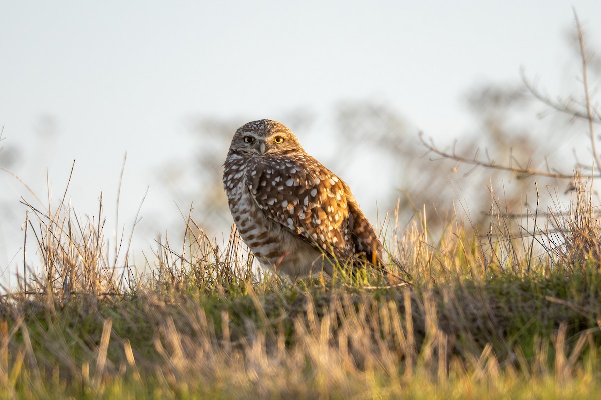 Burrowing Owl - ML646440528
