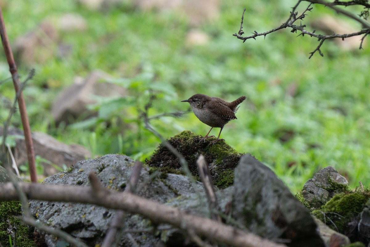 Eurasian Wren - ML646440530