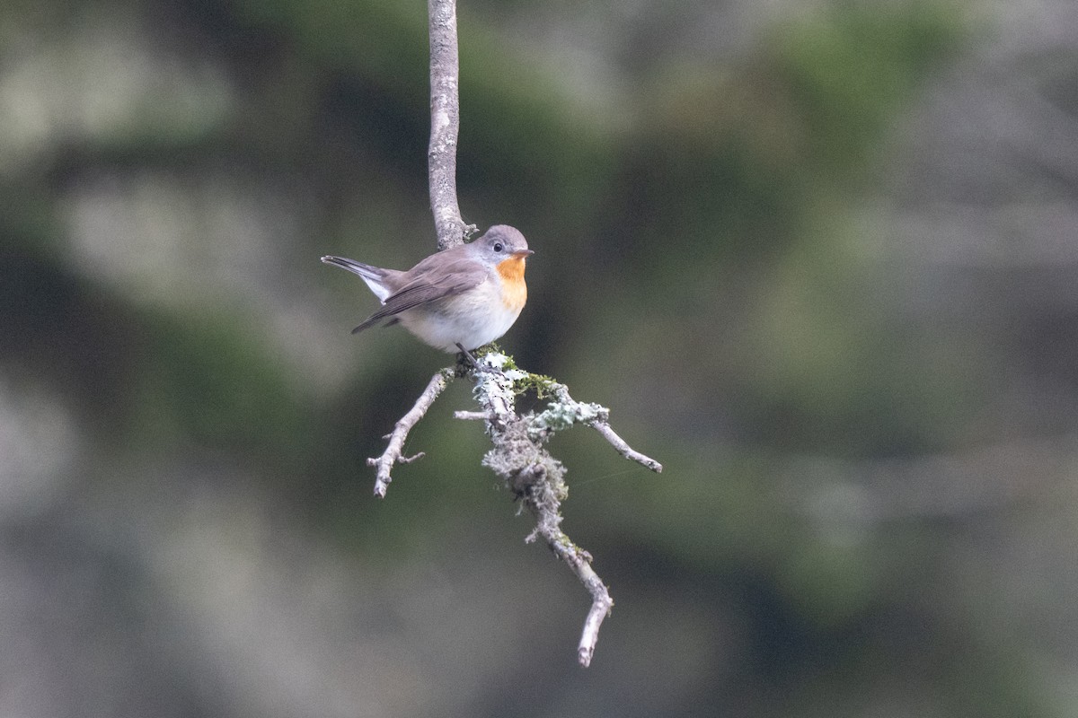 Red-breasted Flycatcher - ML646440532