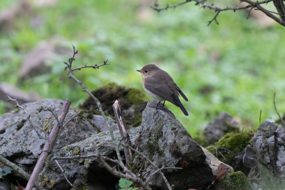Red-breasted Flycatcher - ML646440533