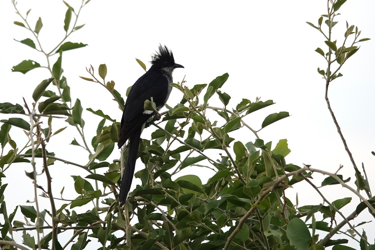 קוקיה עקודה - ML646440534