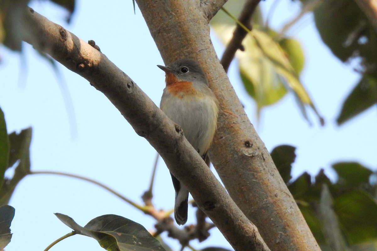 Red-breasted Flycatcher - ML646440537