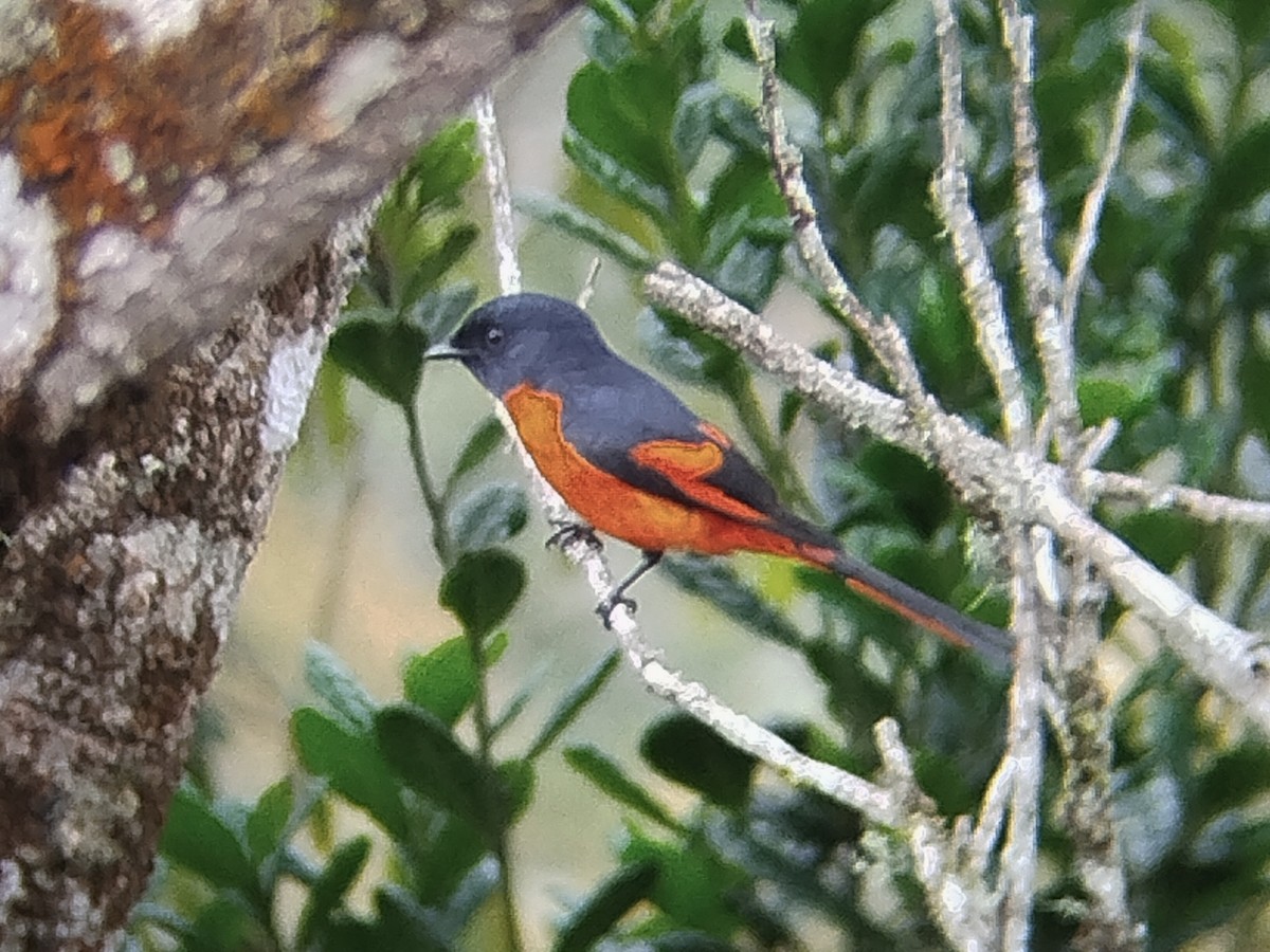 Gray-chinned Minivet - ML646440548
