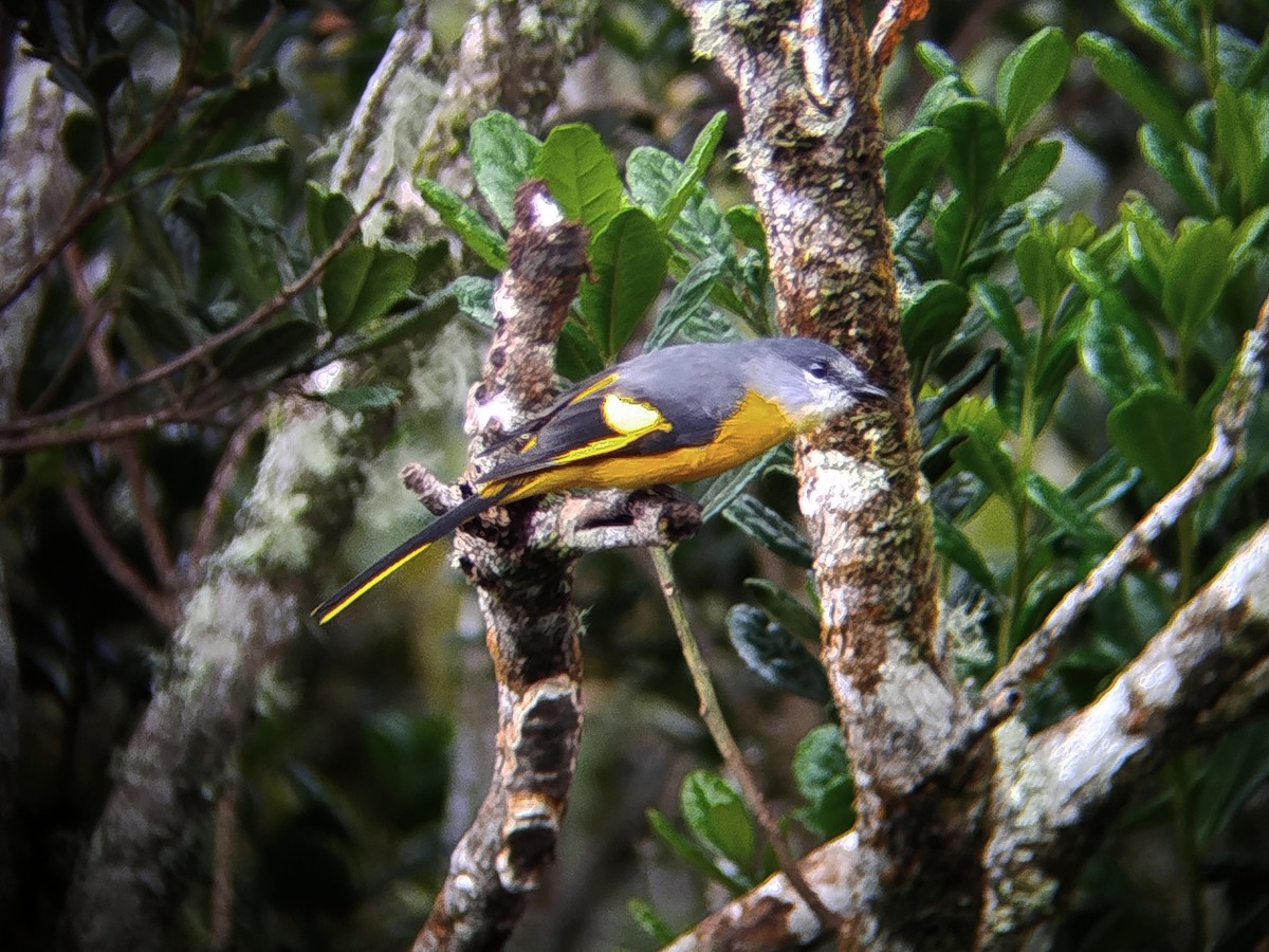 Gray-chinned Minivet - ML646440549