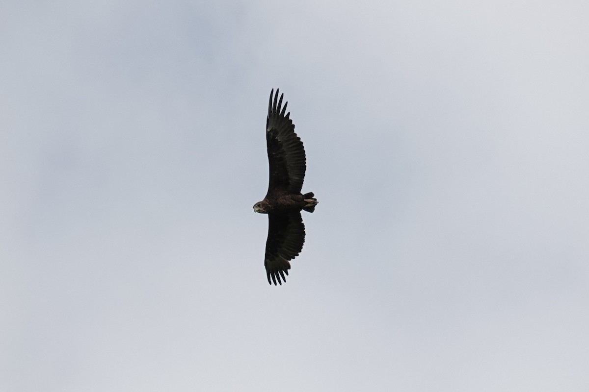 חיוויאי להטוטן - ML646440553