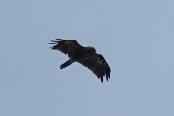 עיט חורש - ML646440559