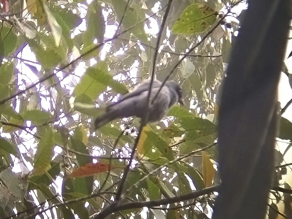 Sunda Cuckooshrike - ML646440564