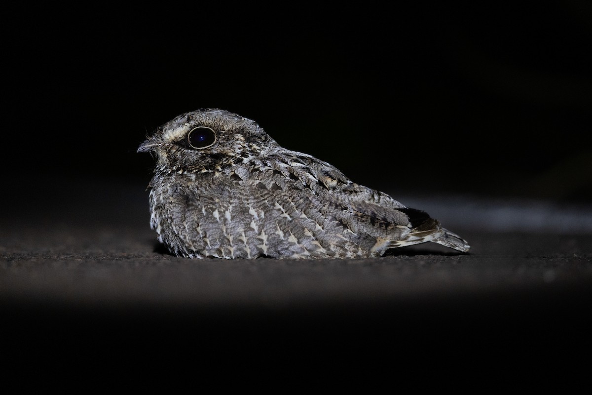 Sickle-winged Nightjar - ML646440566