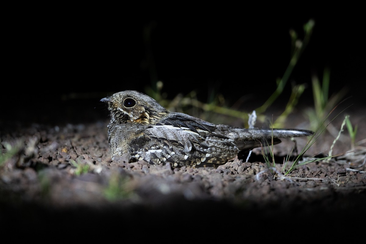 Little Nightjar - ML646440570