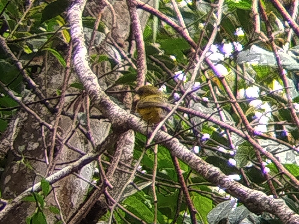 Bornean Whistler - ML646440572