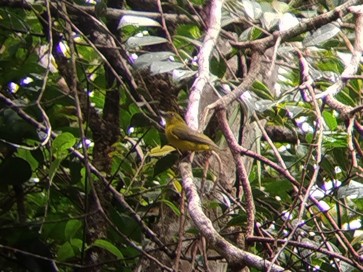 Bornean Whistler - ML646440573