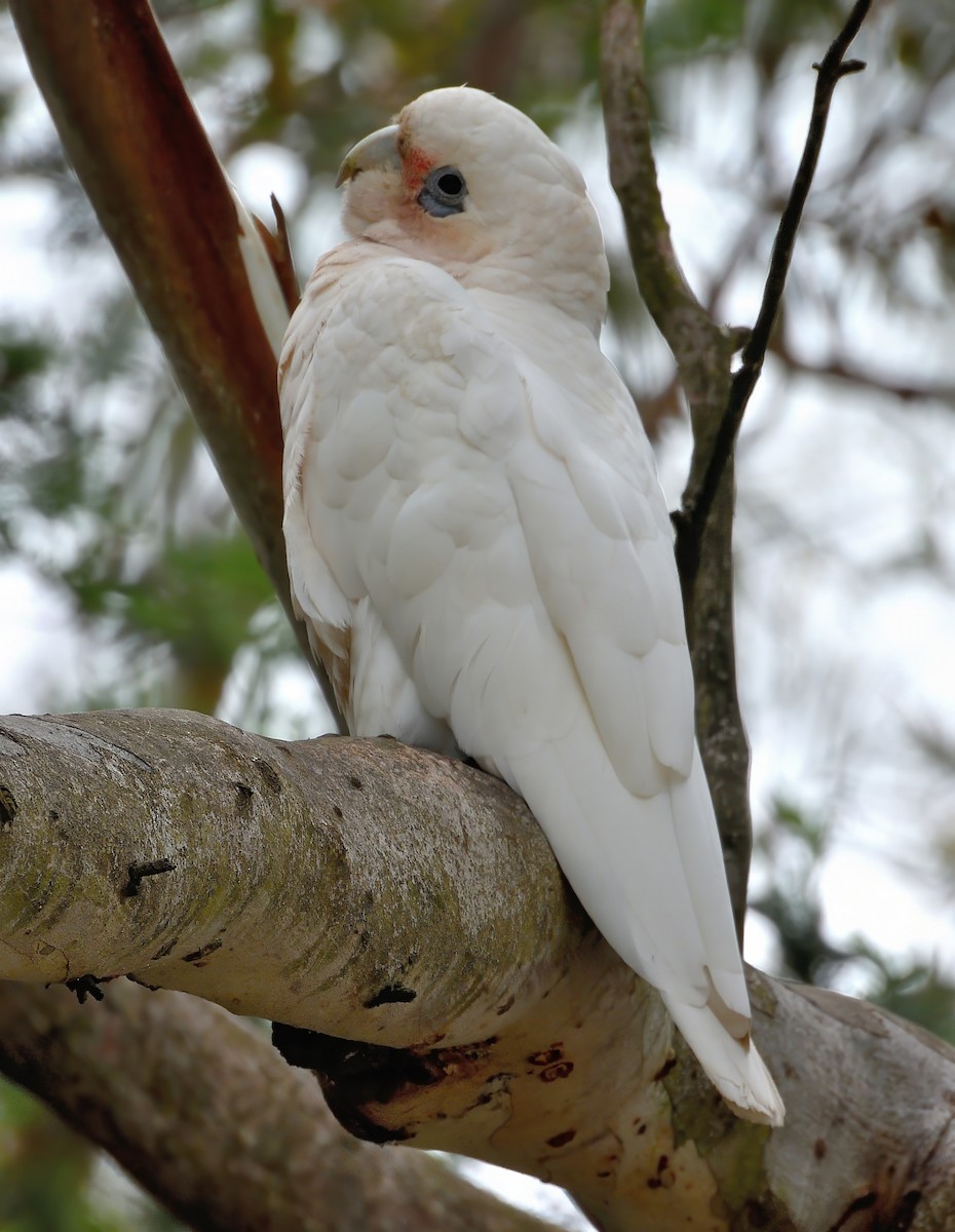 アカビタイムジオウム - ML646440576