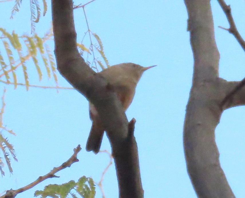 střízlík jižní - ML646440577