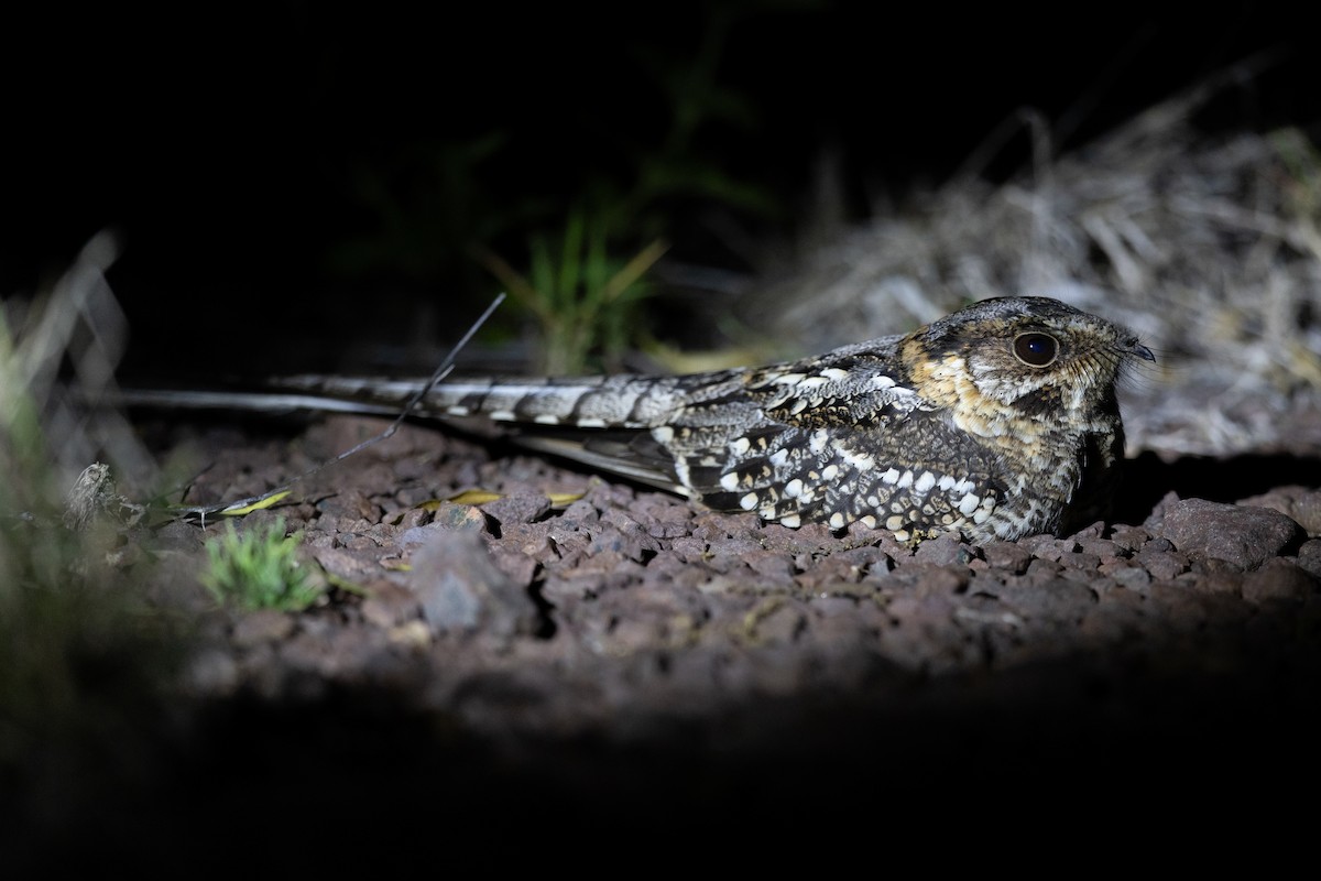 Scissor-tailed Nightjar - ML646440578