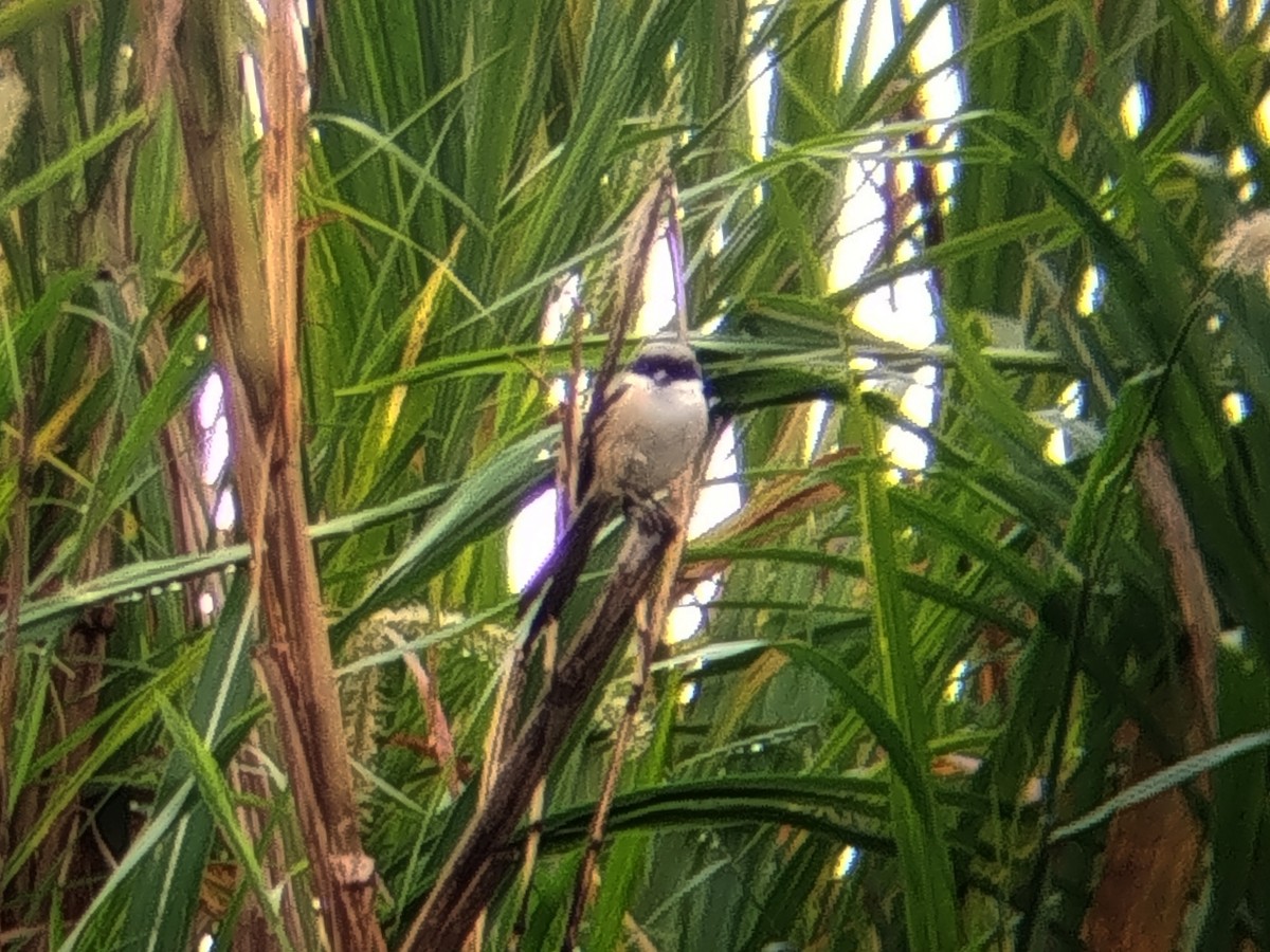 Long-tailed Shrike - ML646440583