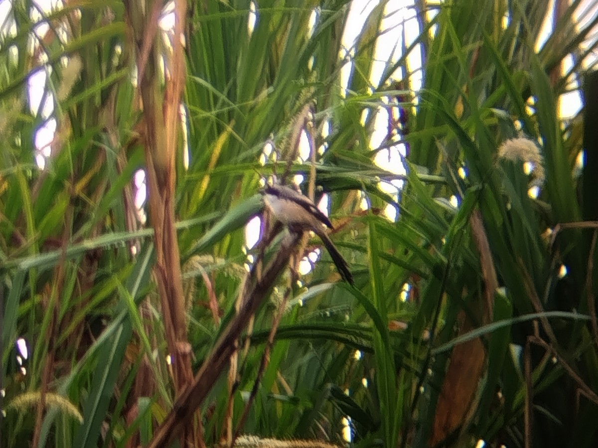 Long-tailed Shrike - ML646440584