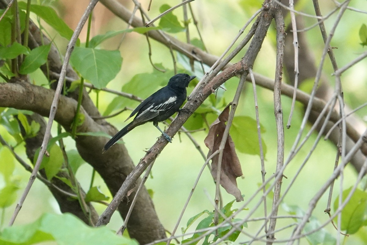 Southern Black-Tit - ML646440586
