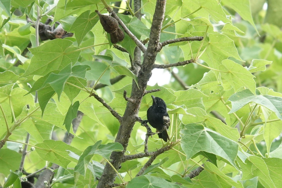 Southern Black-Tit - ML646440587