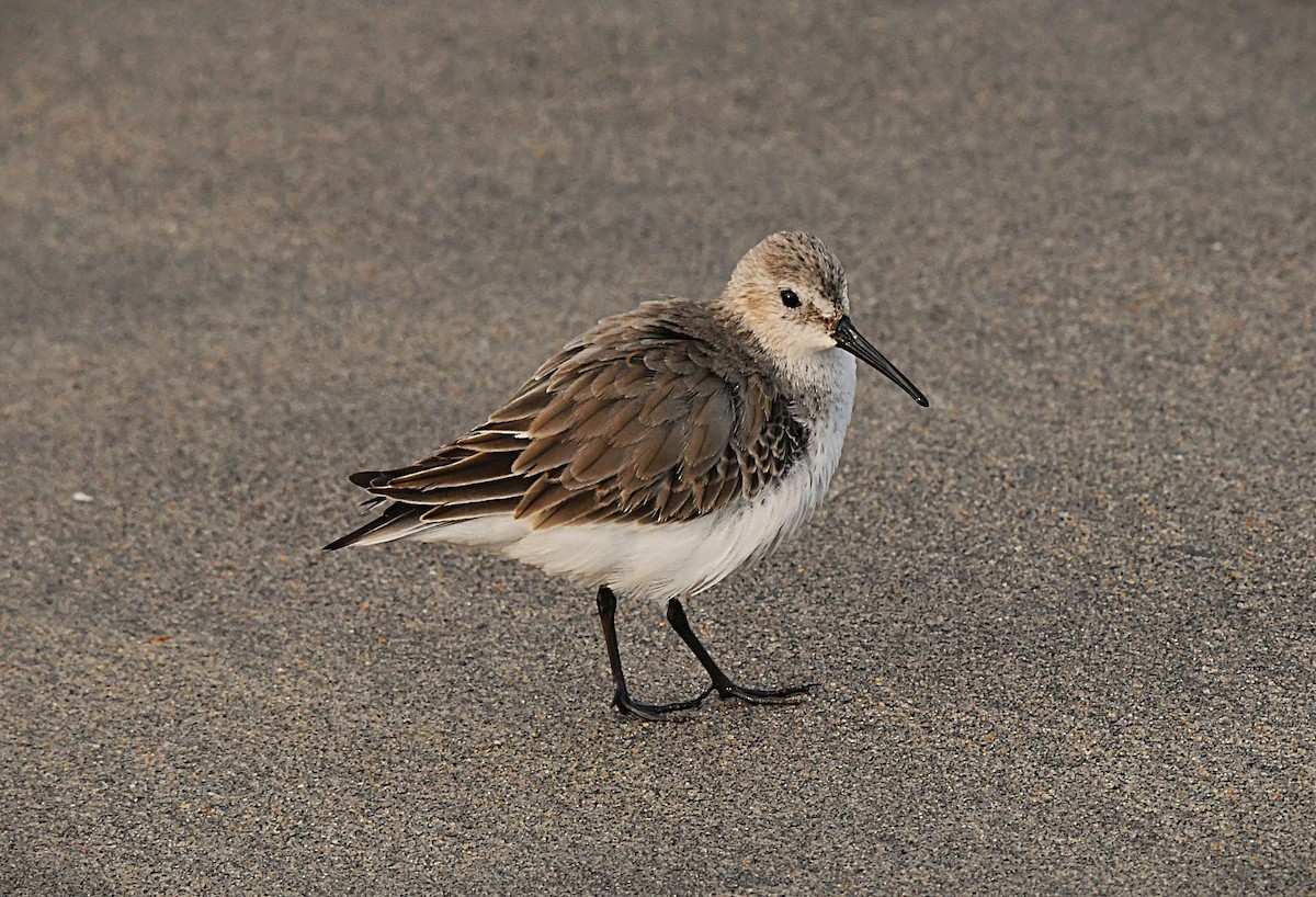 Хар элсэг - ML646440588