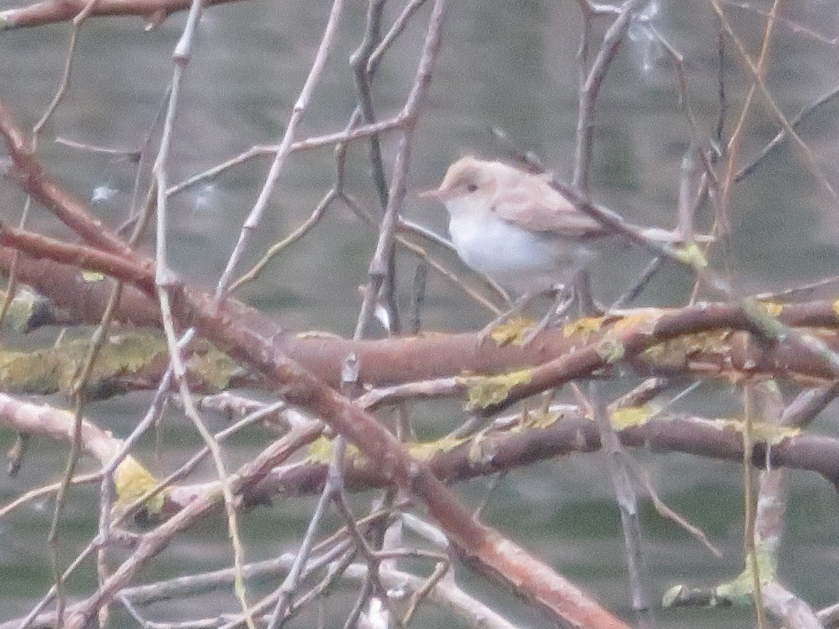 Booted/Sykes's Warbler - ML646440589