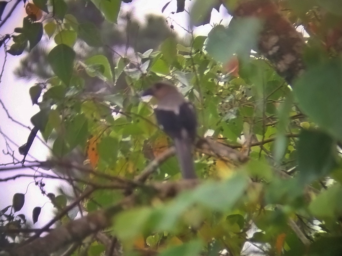 Bornean Treepie - ML646440591