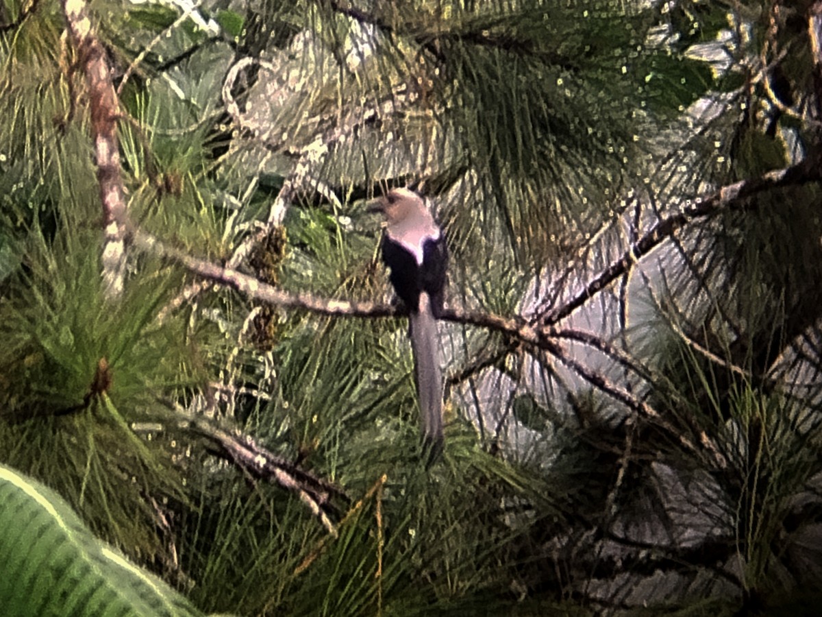 Bornean Treepie - ML646440592