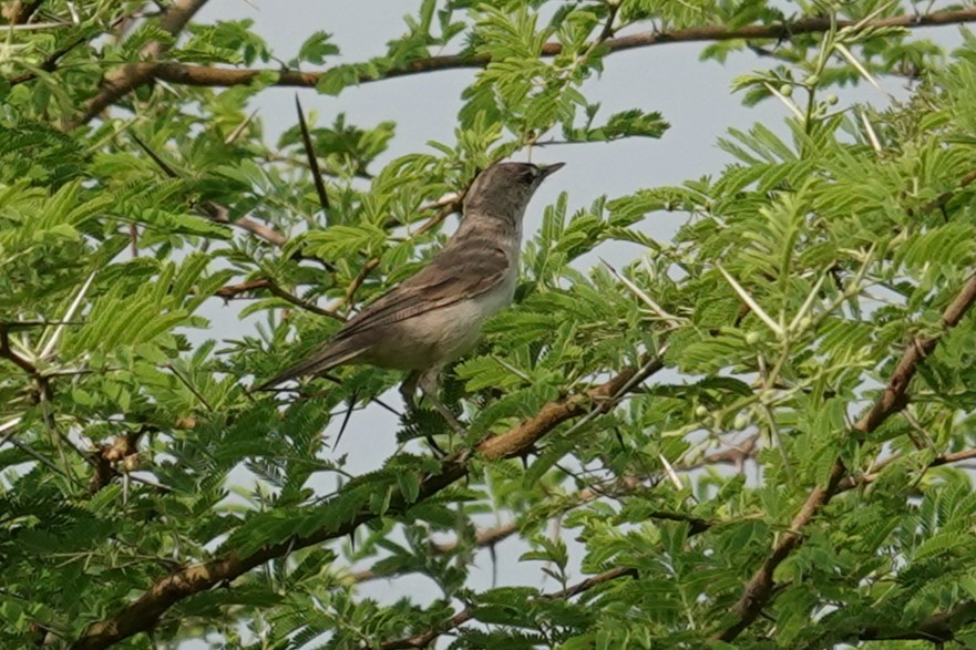 Pale Flycatcher - ML646440594