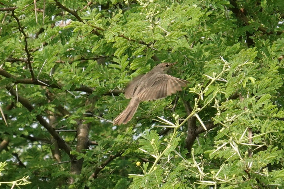 Pale Flycatcher - ML646440595