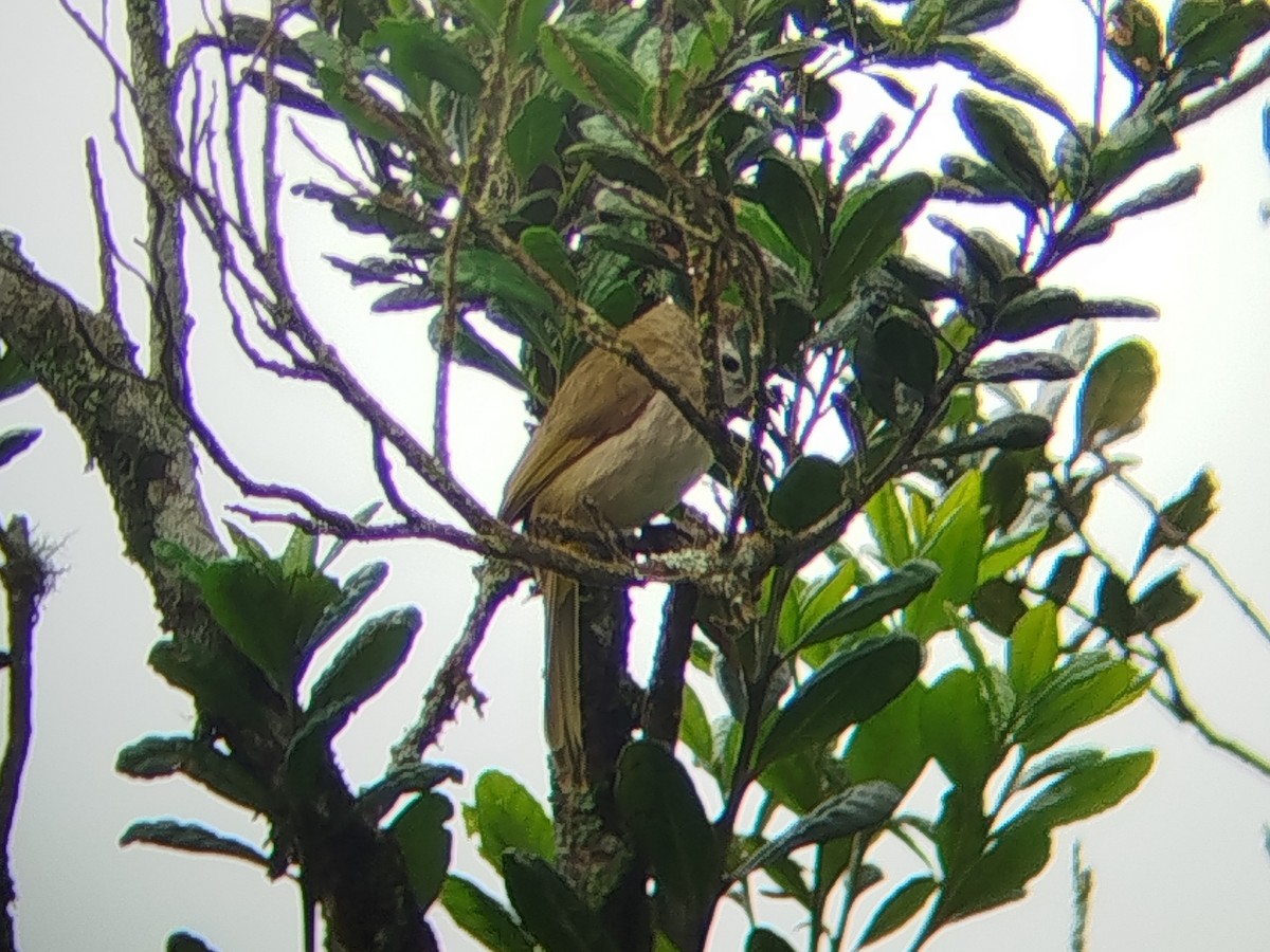 Pale-faced Bulbul - ML646440600