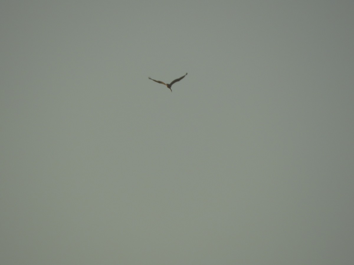 Хархираа тогоруу - ML646440604