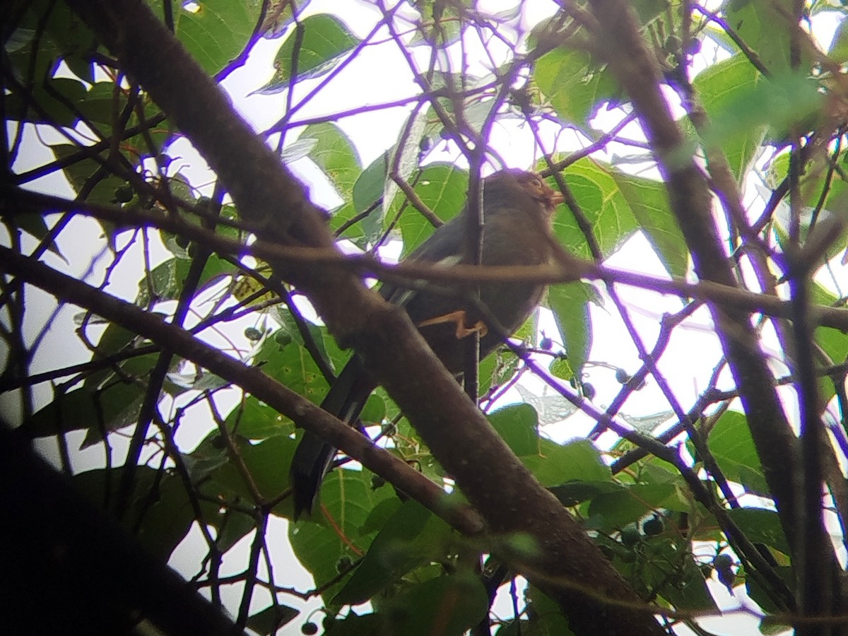 Chestnut-hooded Laughingthrush - ML646440609