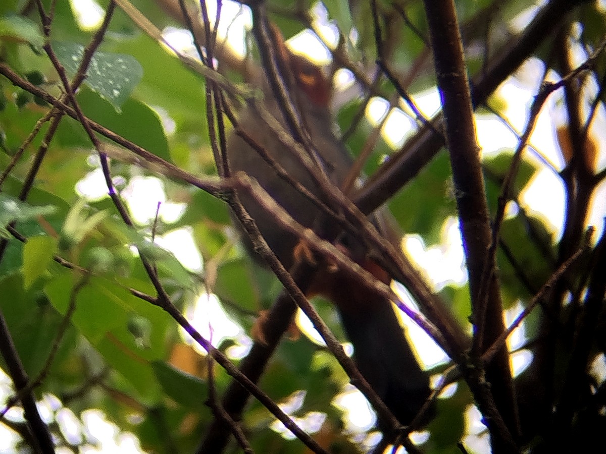 Chestnut-hooded Laughingthrush - ML646440610