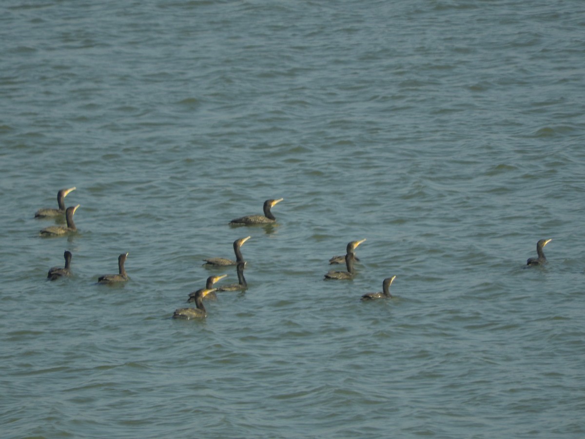 Хурган шунгуур - ML646440611