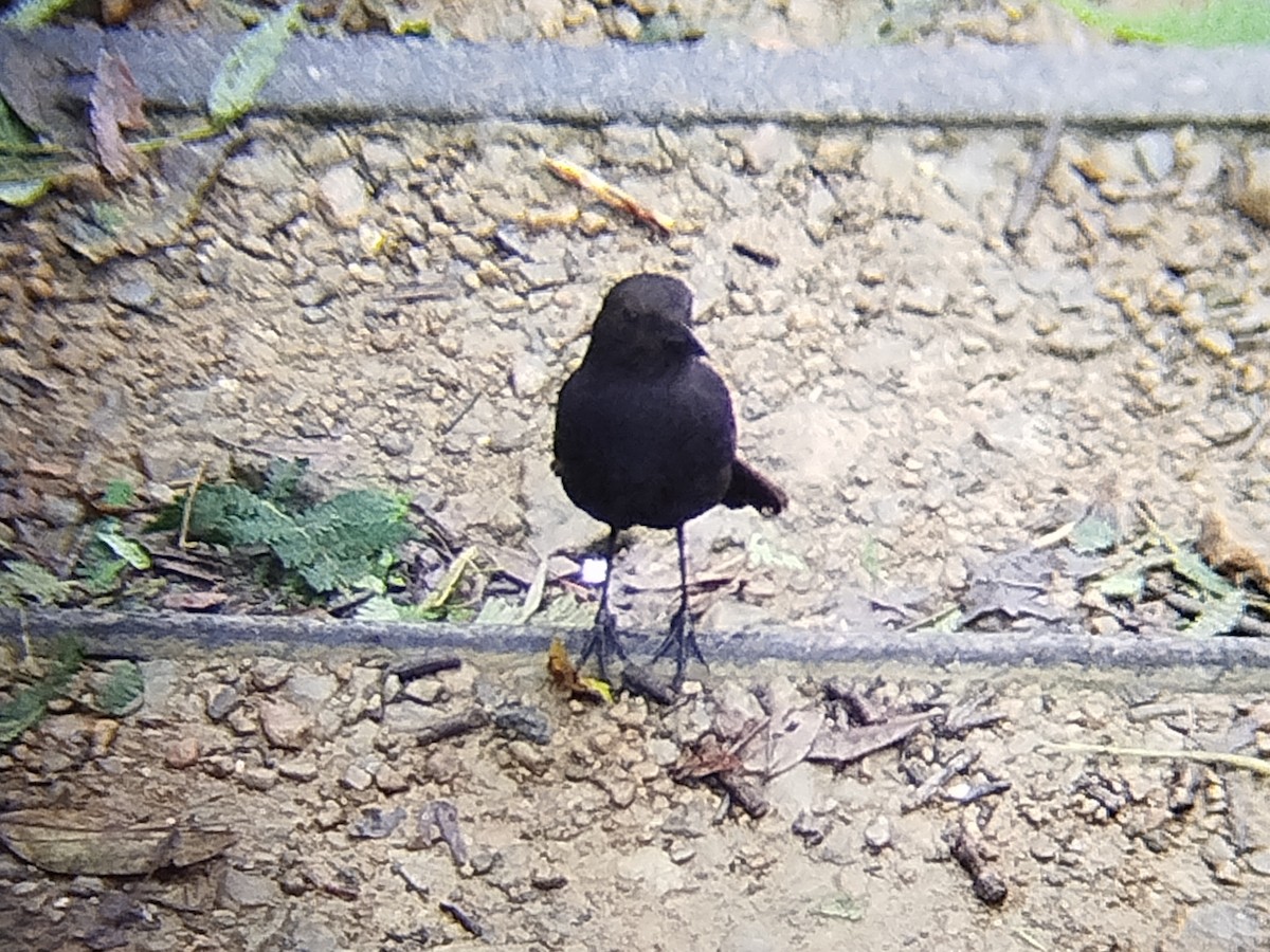 Bornean Whistling-Thrush - ML646440615