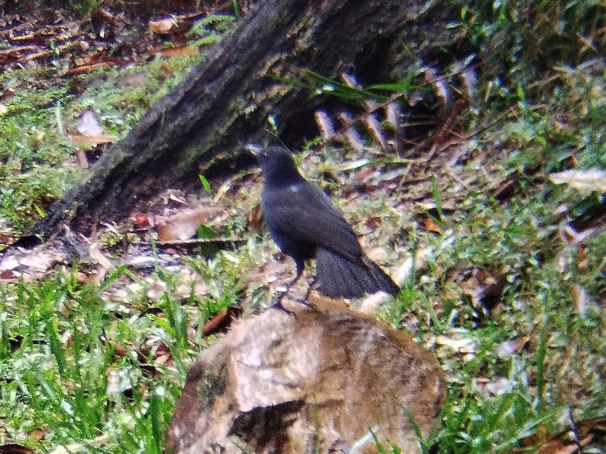 Bornean Whistling-Thrush - ML646440616