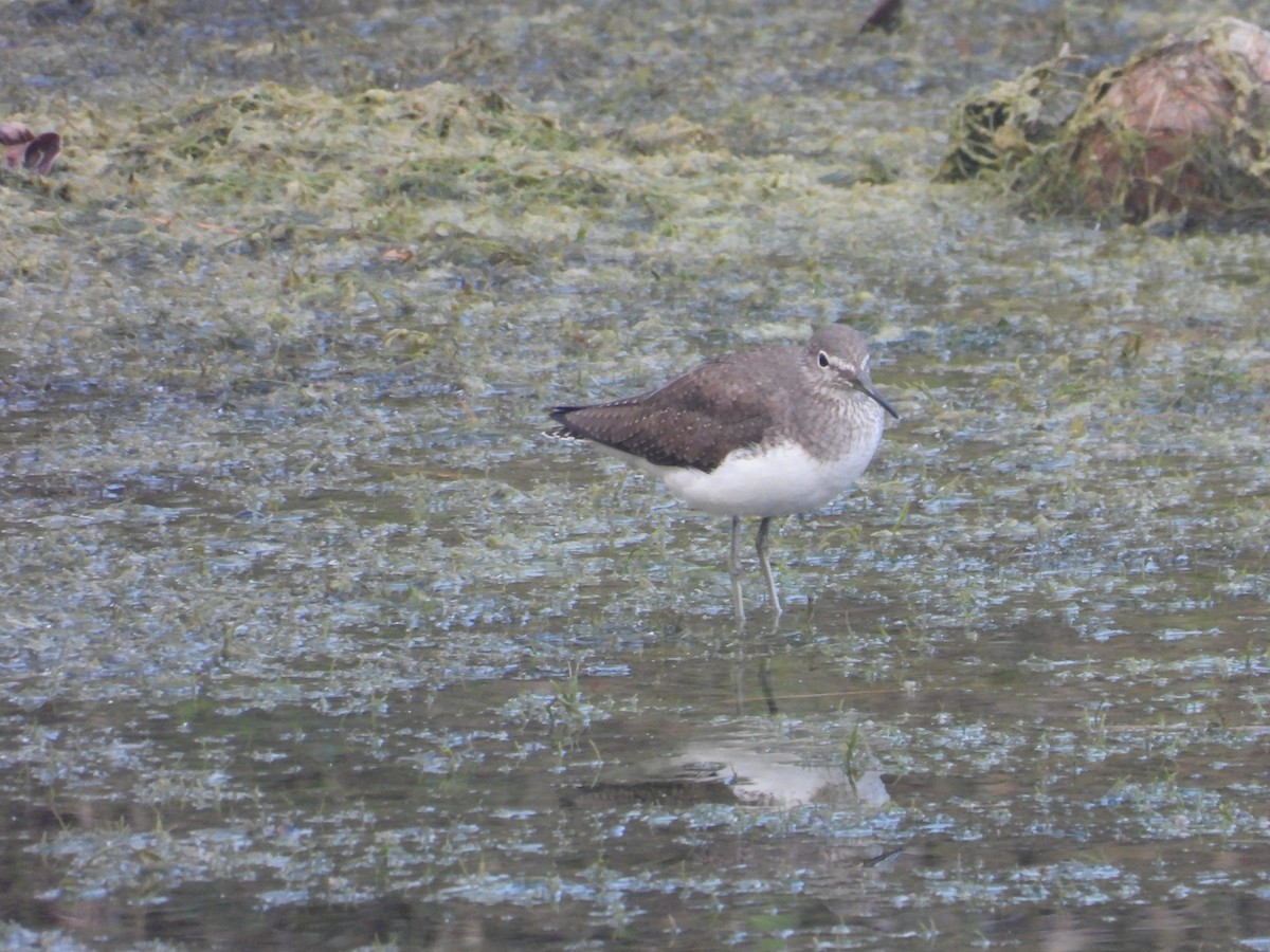 Waldwasserläufer - ML646440619