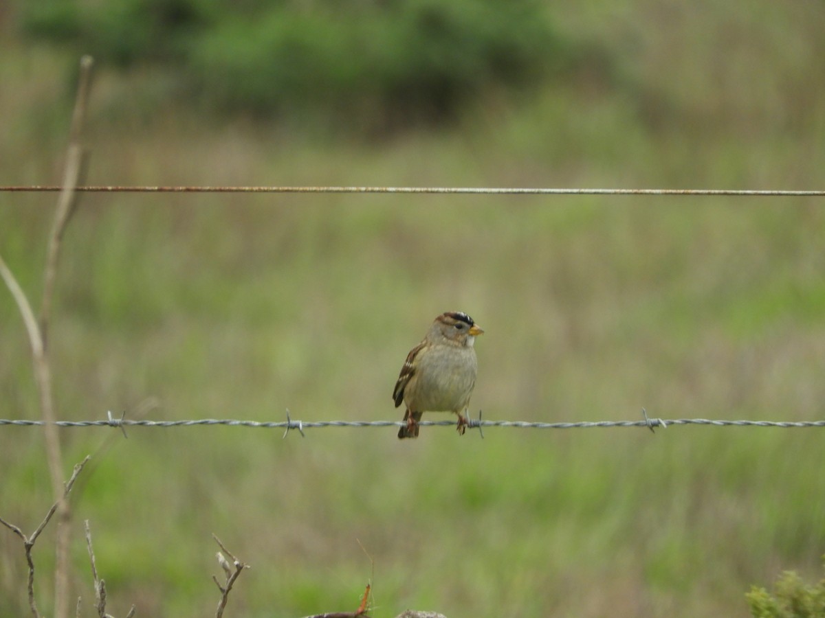 White-crowned Sparrow - ML646440620