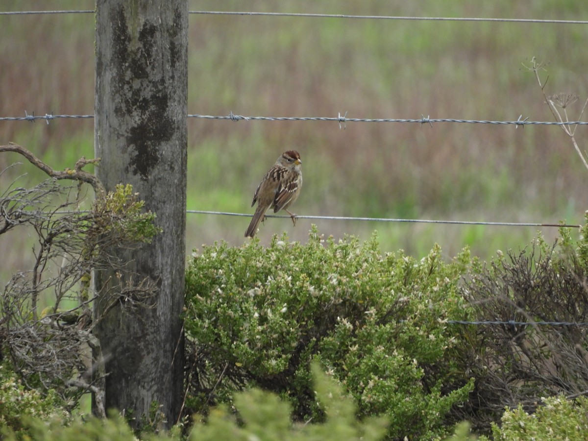 White-crowned Sparrow - ML646440622