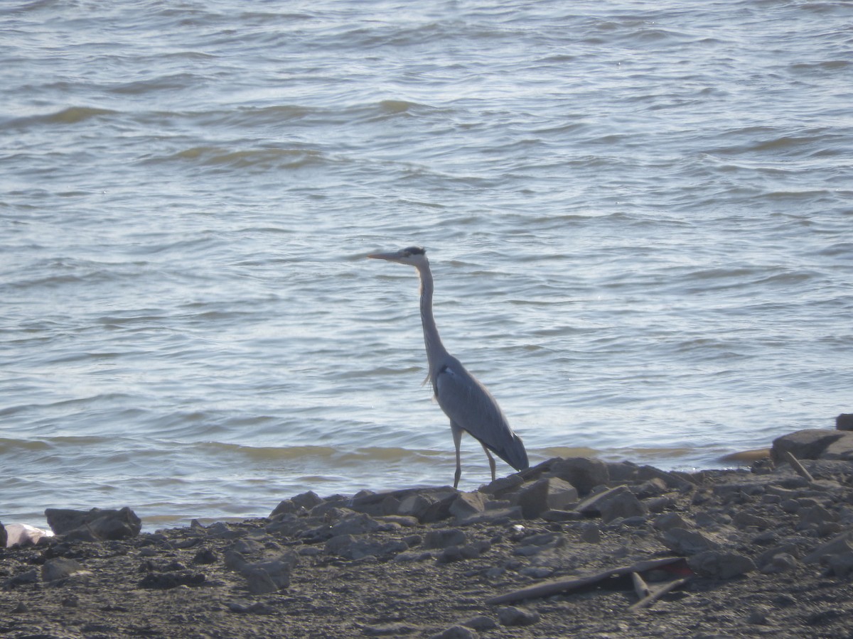 Хөх дэглий - ML646440624