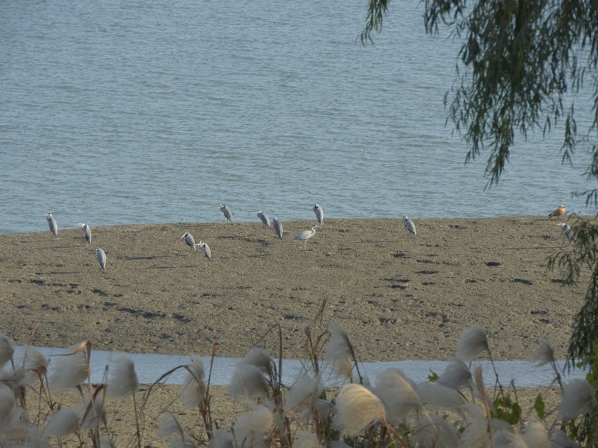 Хөх дэглий - ML646440625