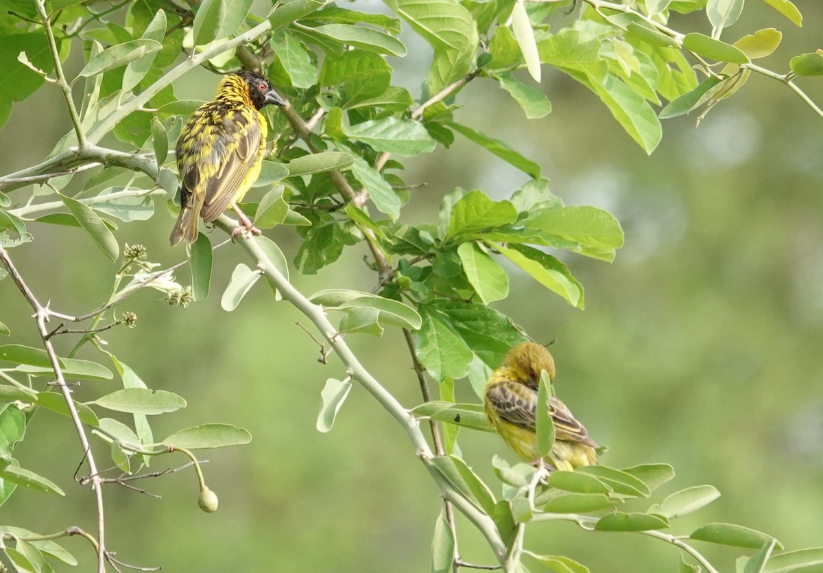 Village Weaver - ML646440627