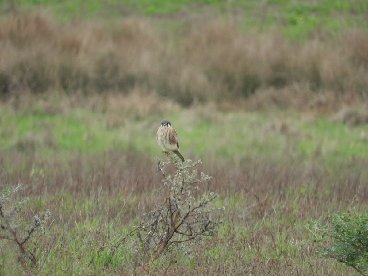 Воробьиная пустельга - ML646440628