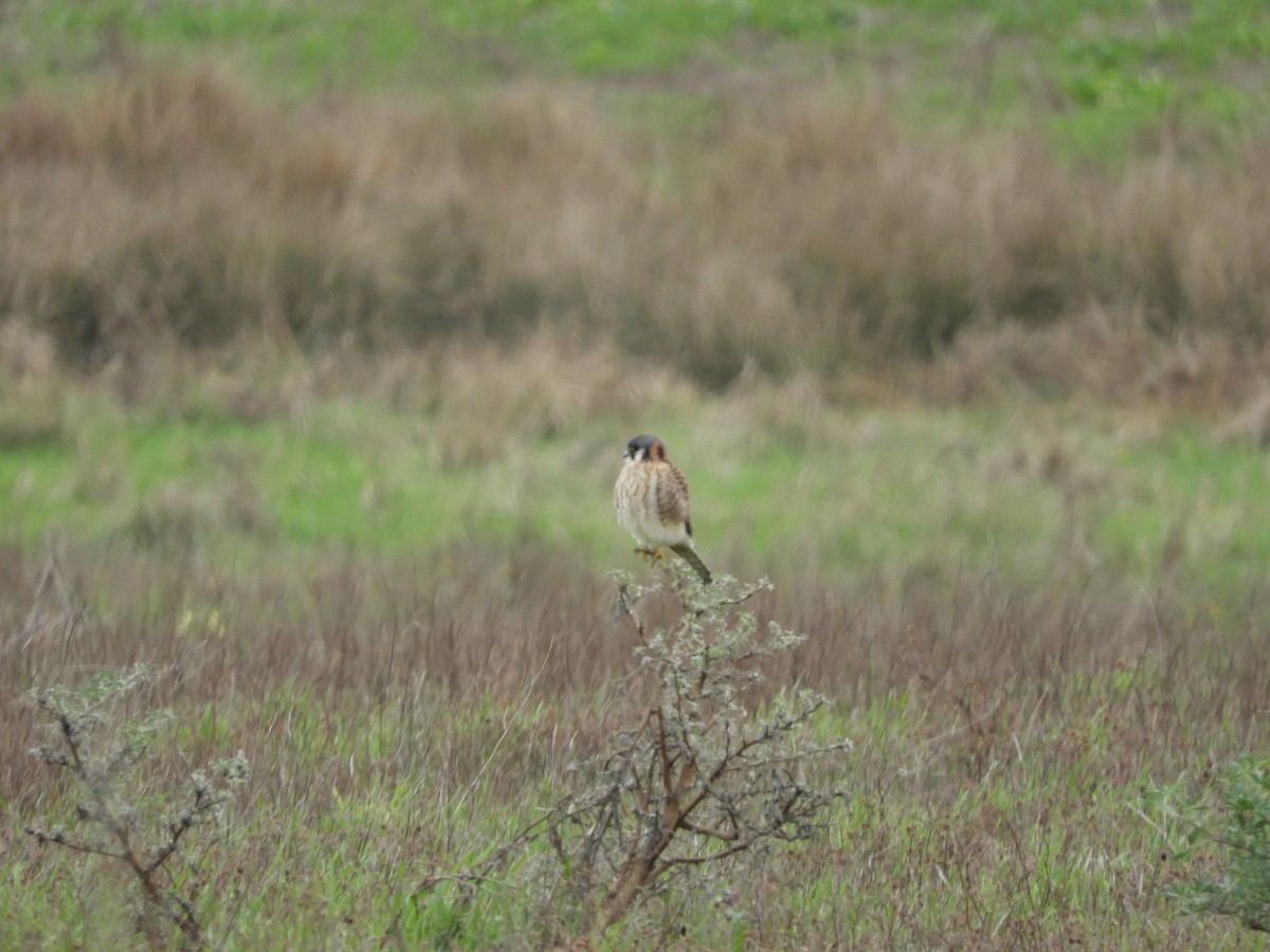 Воробьиная пустельга - ML646440633