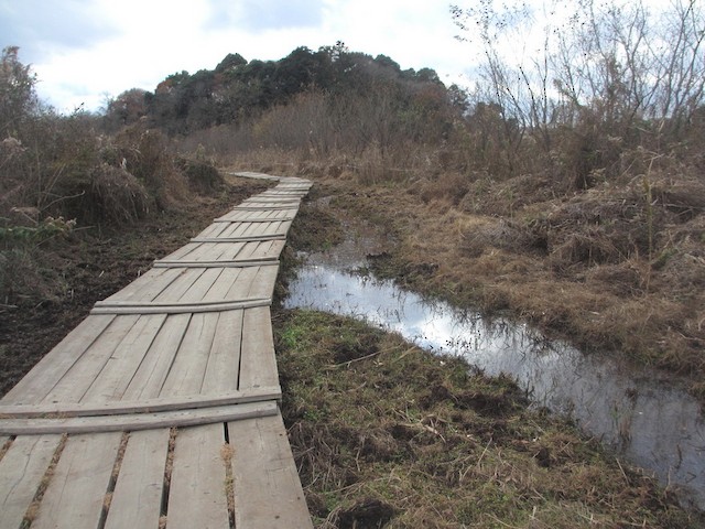 守谷市--守谷野鳥のみち (Moriya--Moriya Wild Bird Path), Moriya