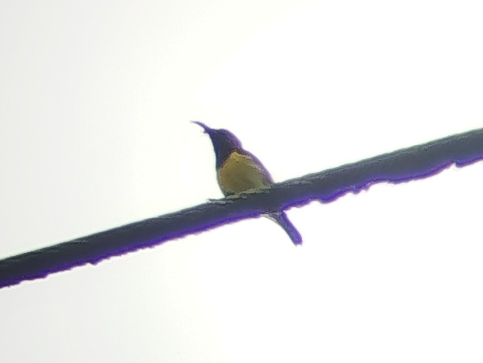 Ornate Sunbird - ML646440635