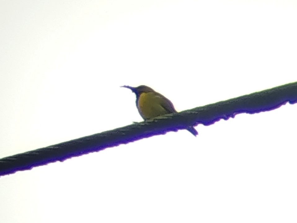 Ornate Sunbird - ML646440636