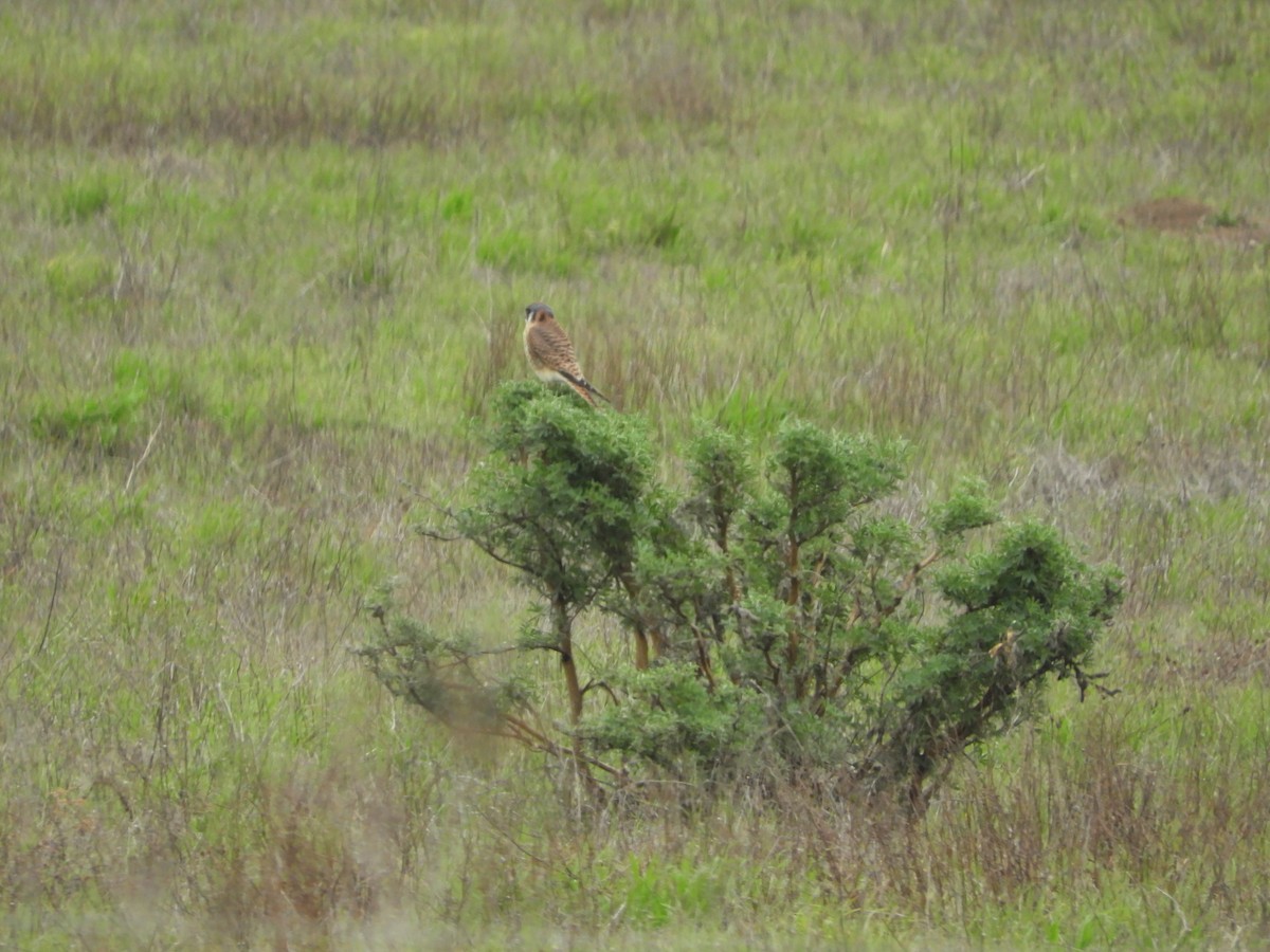 Воробьиная пустельга - ML646440642
