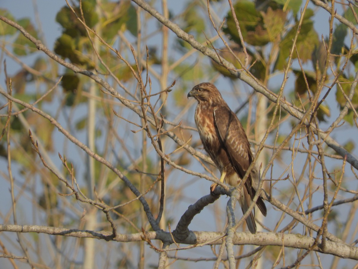 Дорнын сар - ML646440644